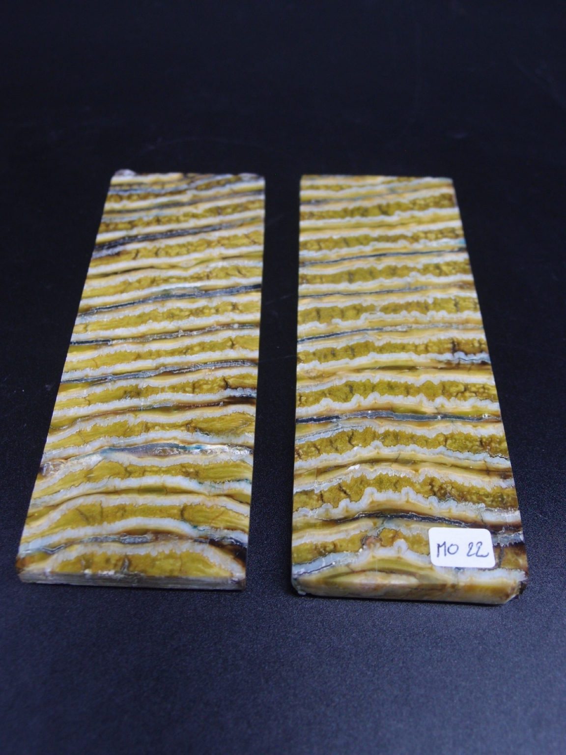 Molaire de mammouth stabilisée