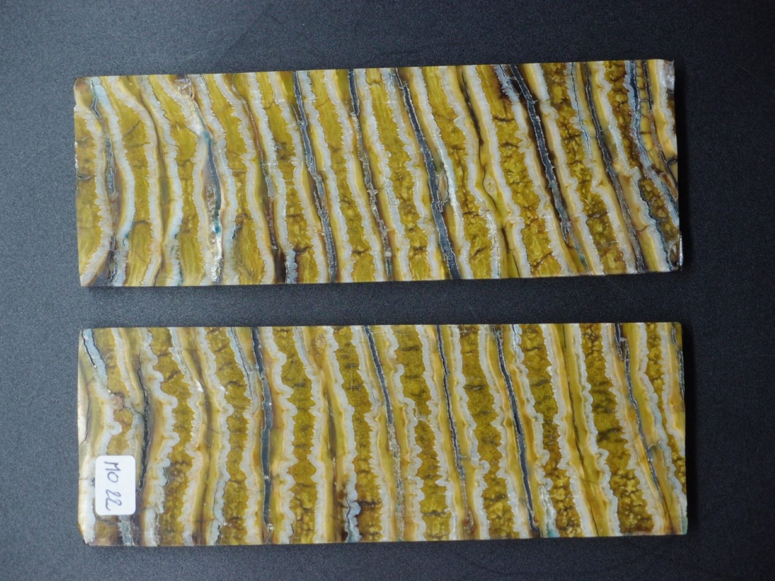 Molaire de mammouth stabilisée