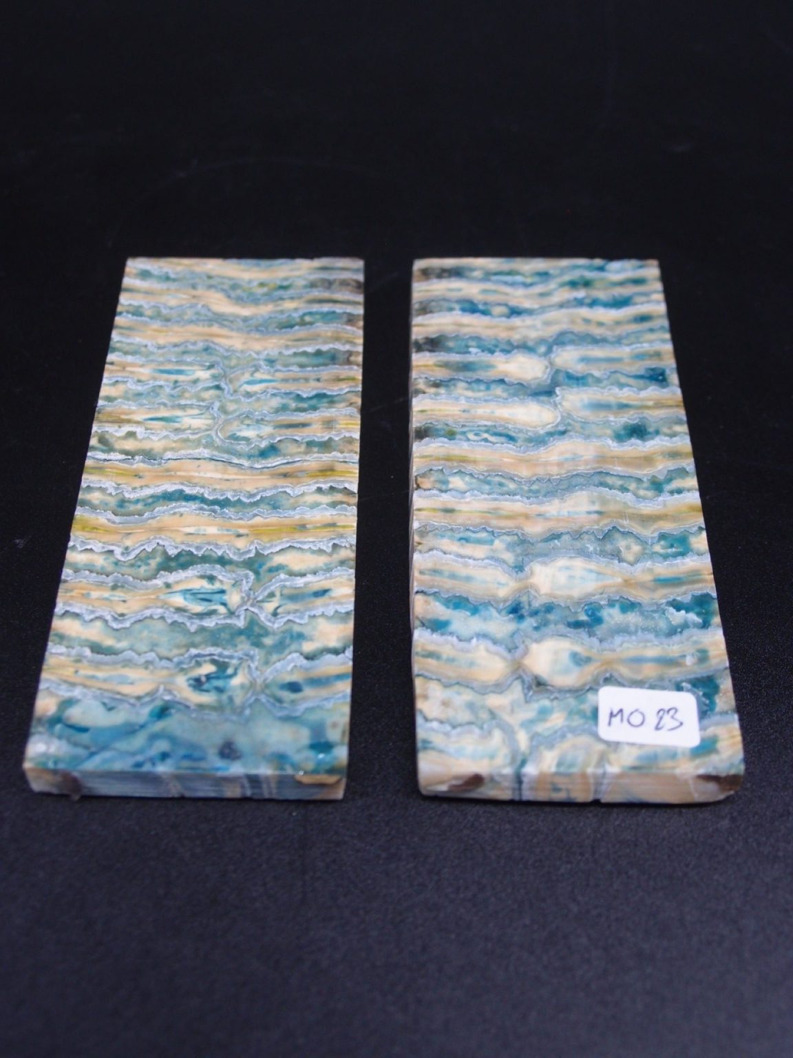 Molaire de mammouth stabilisée