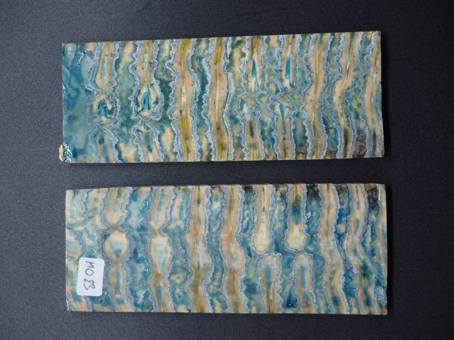 Molaire de mammouth stabilisée