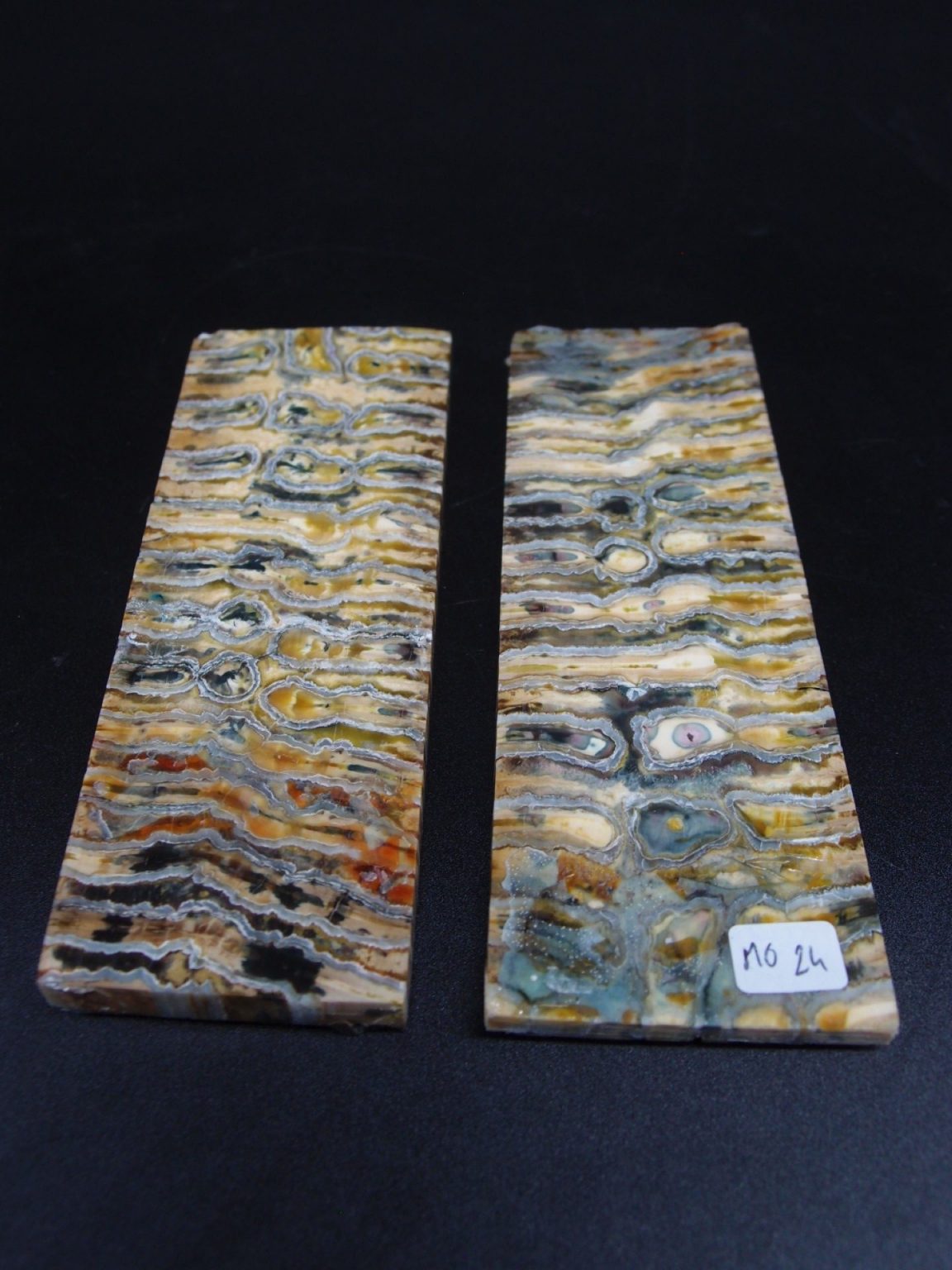 Molaire de mammouth stabilisée