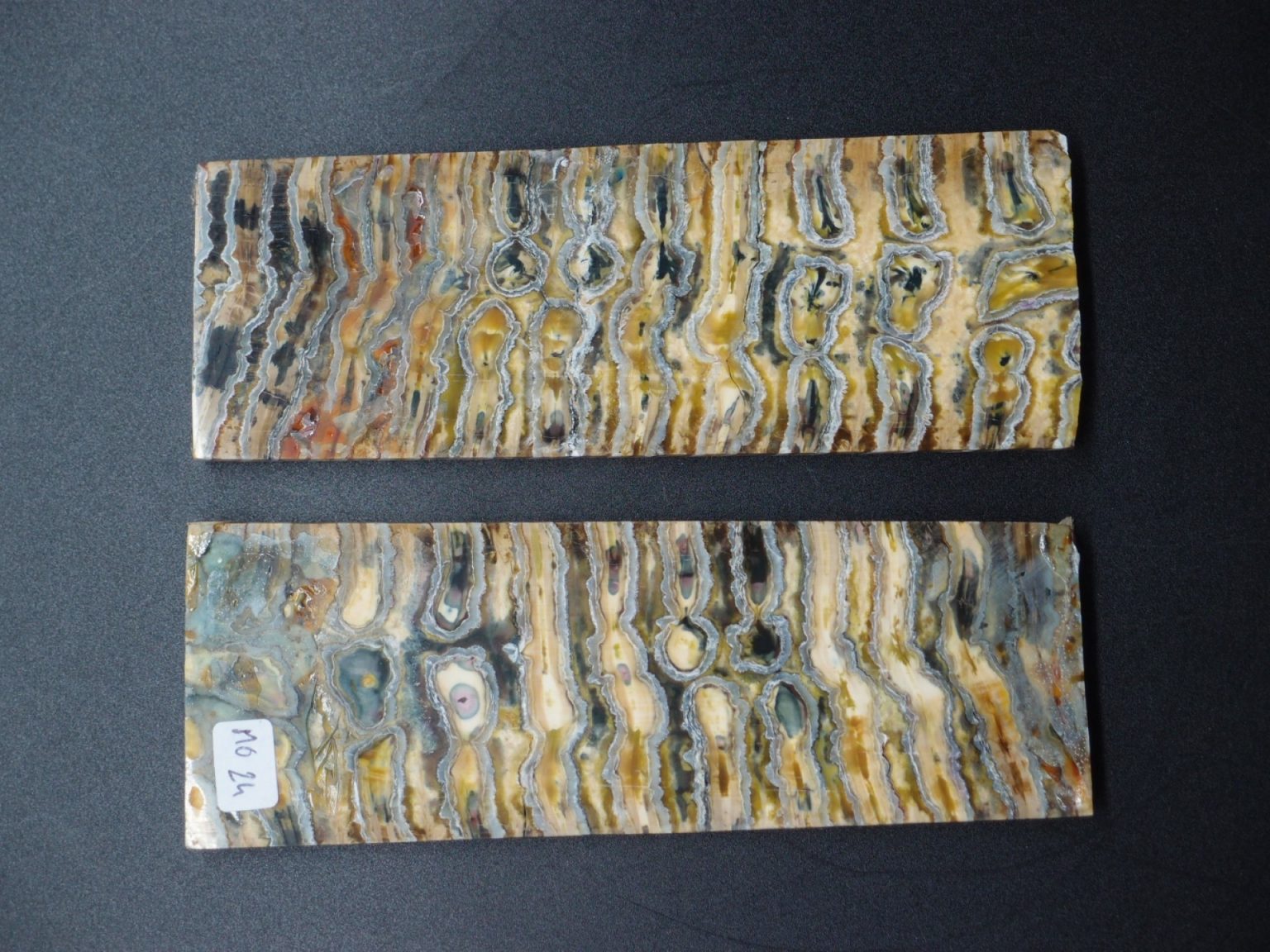 Molaire de mammouth stabilisée