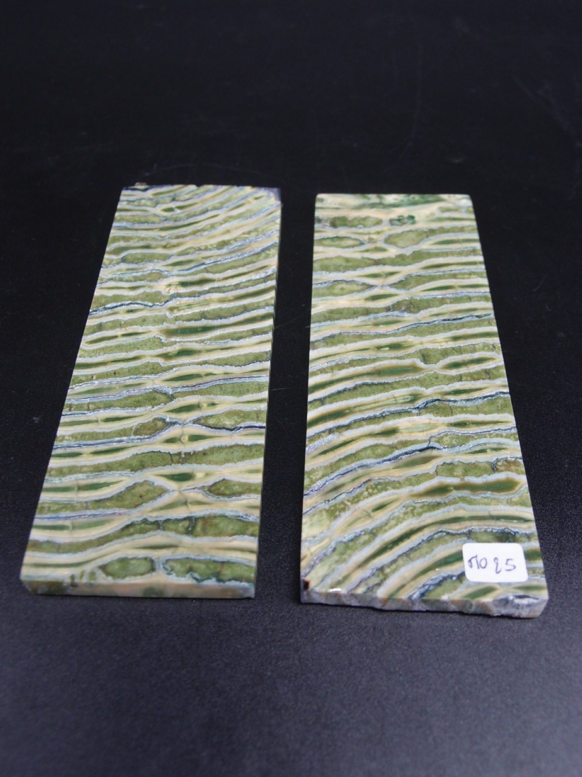 Molaire de mammouth stabilisée