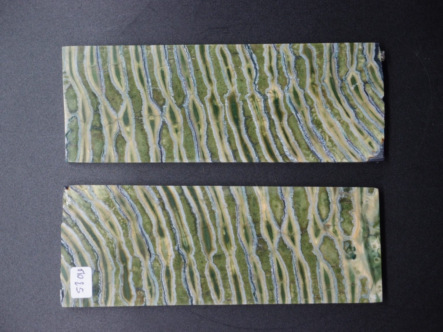 Molaire de mammouth stabilisée