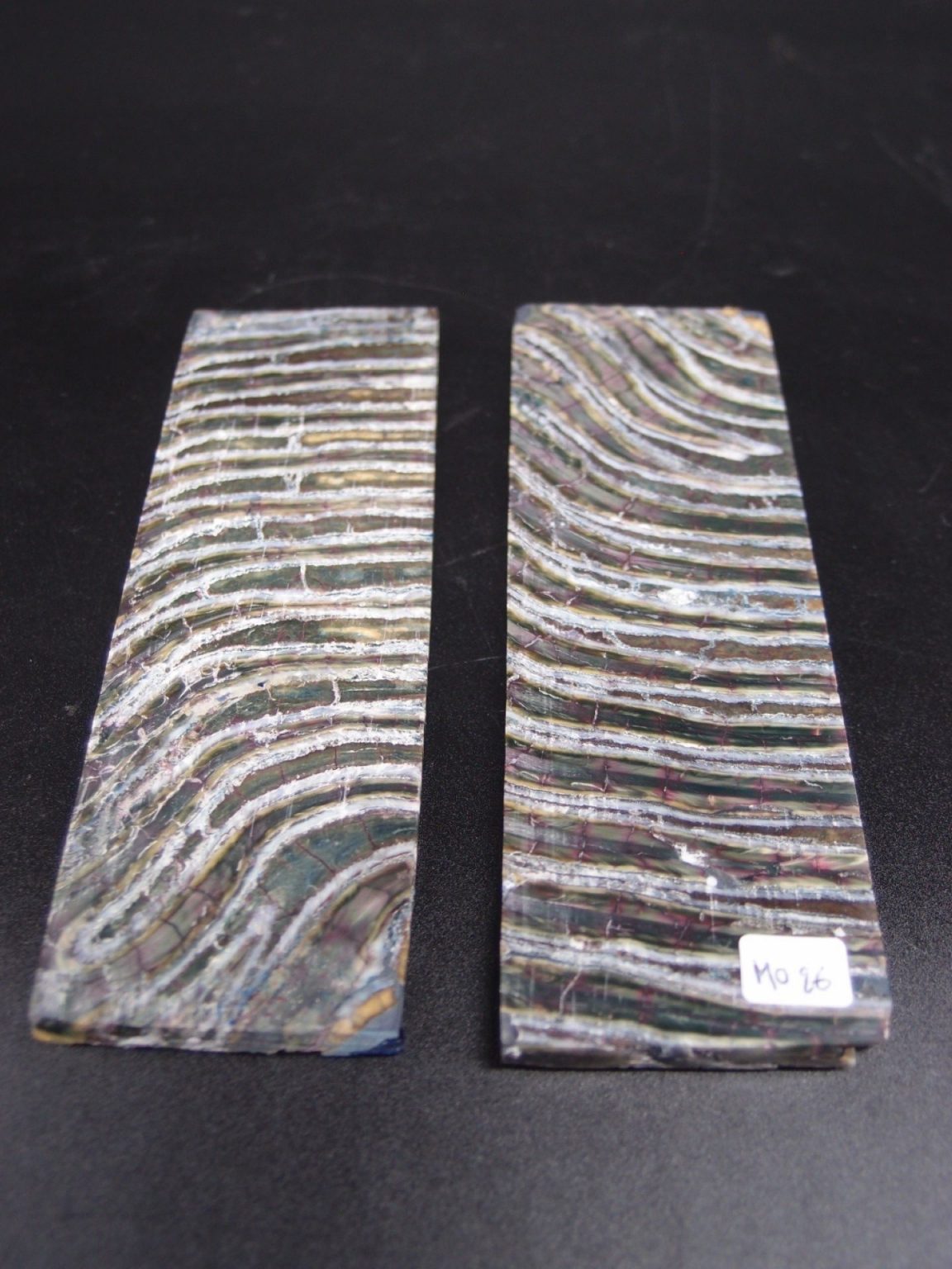 Molaire de mammouth stabilisée