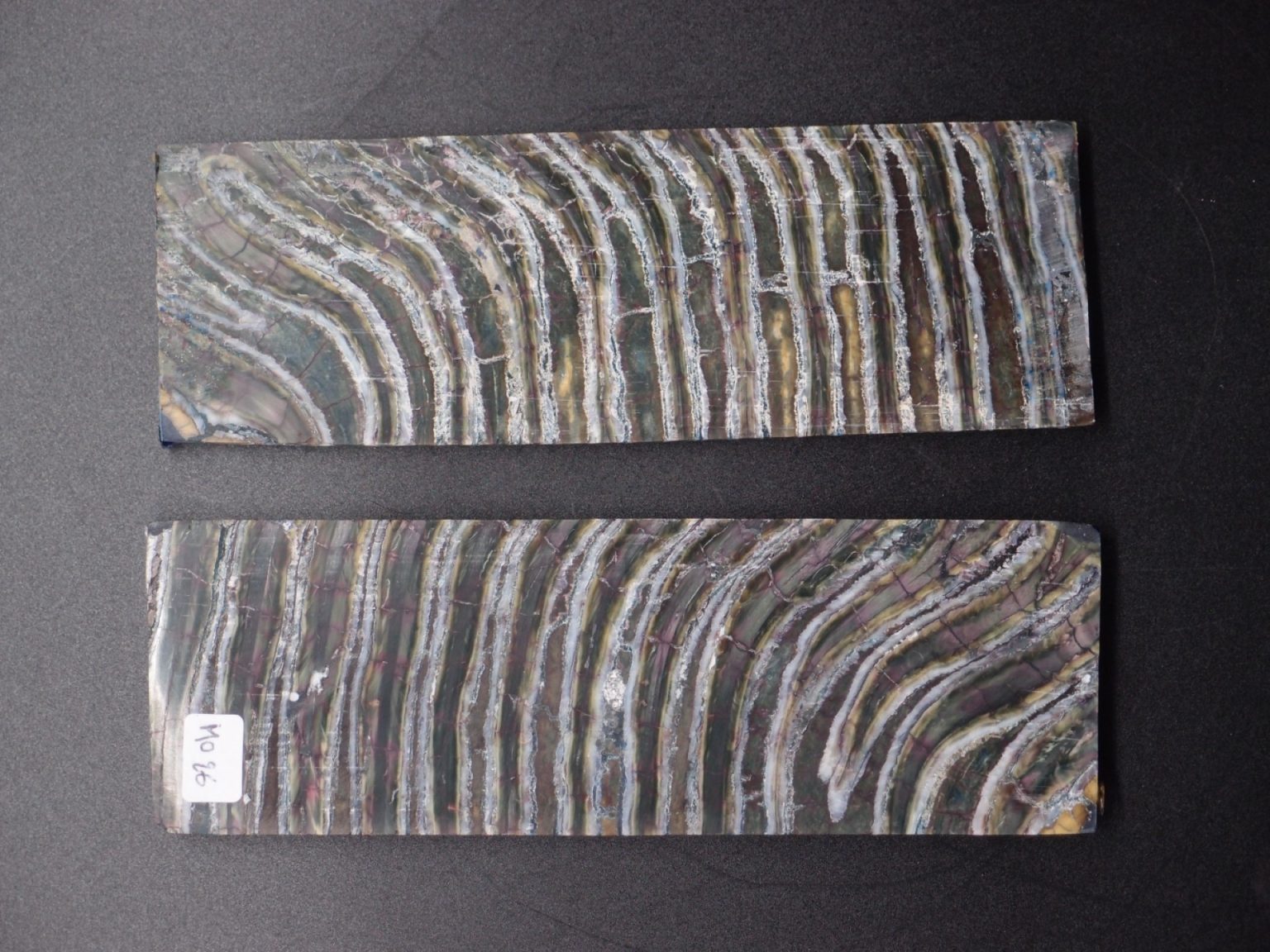 Molaire de mammouth stabilisée