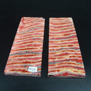 Molaire de mammouth stabilisée