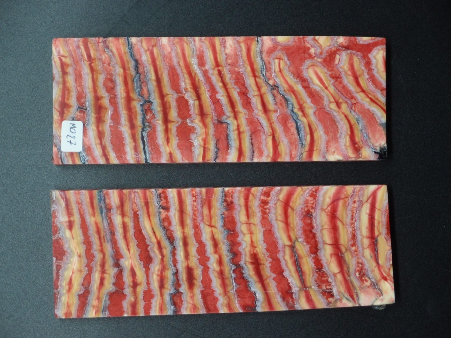 Molaire de mammouth stabilisée