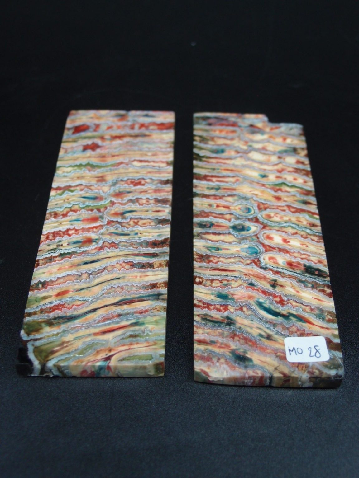 Molaire de mammouth stabilisée