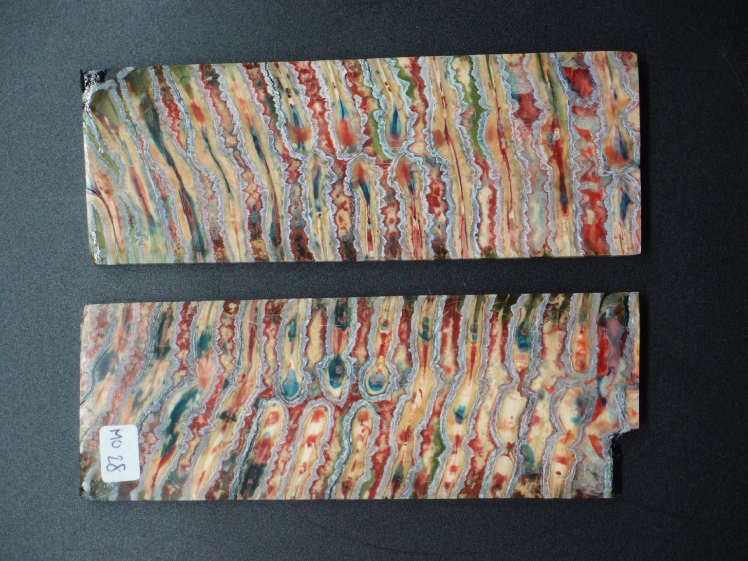 Molaire de mammouth stabilisée