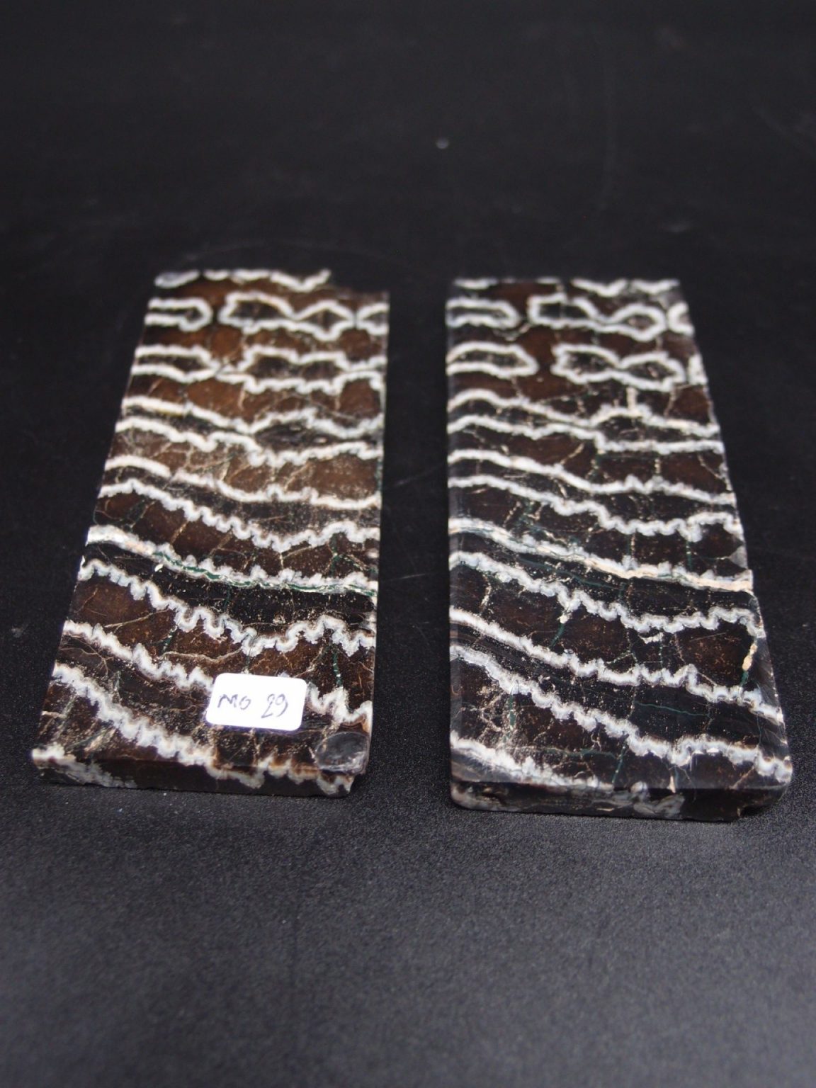 Molaire de mammouth stabilisée