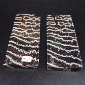 Molaire de mammouth stabilisée