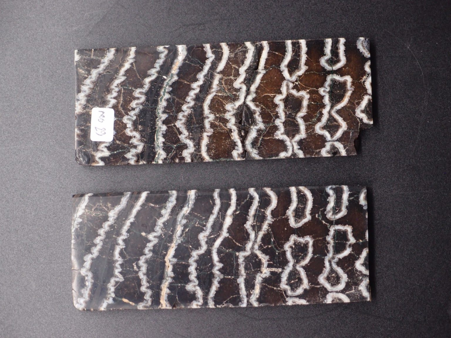 Molaire de mammouth stabilisée