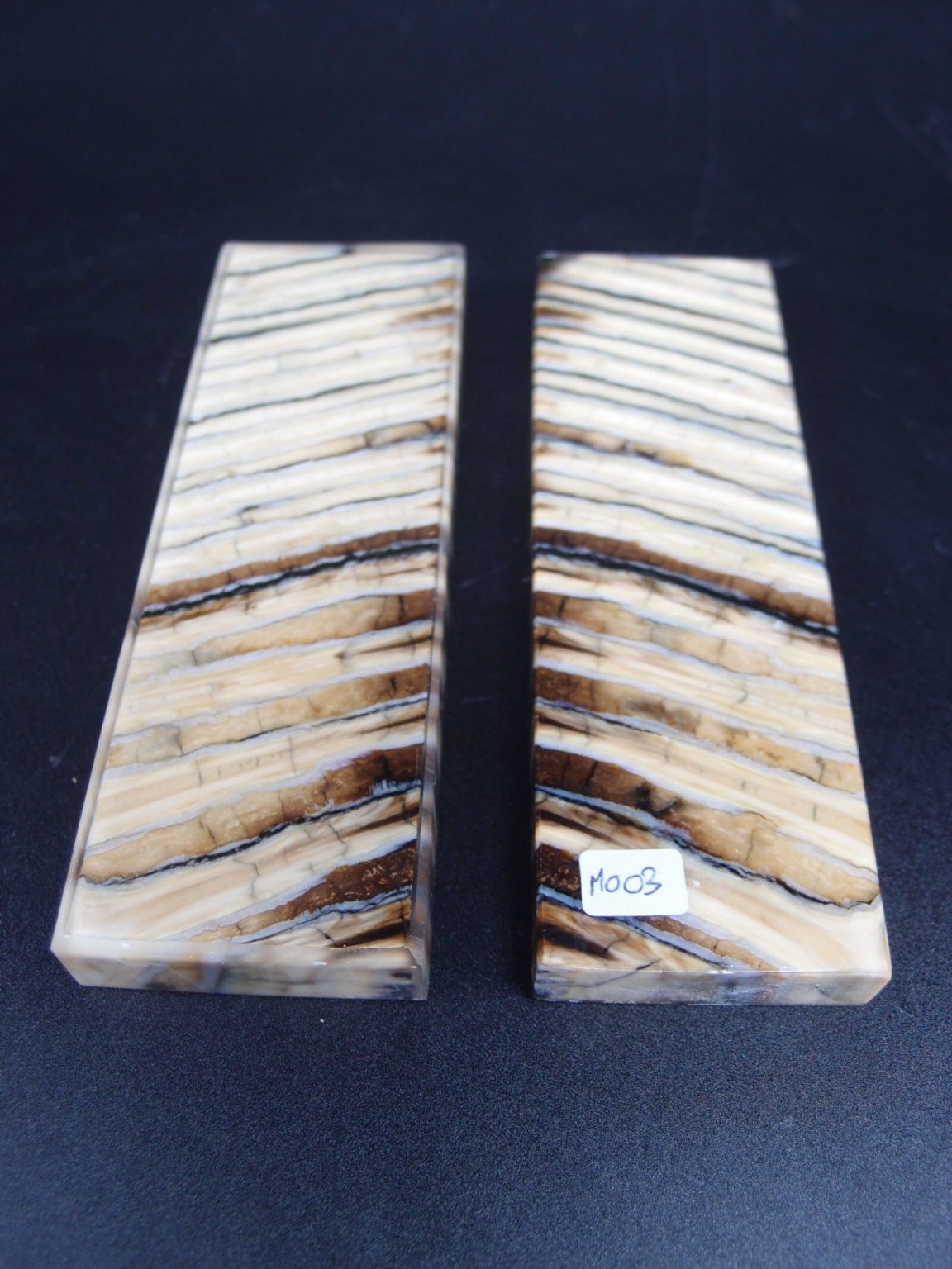 Molaire de mammouth stabilisée