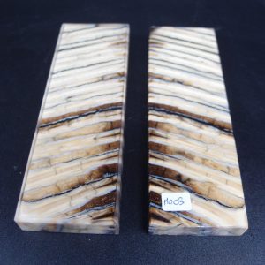 Molaire de mammouth stabilisée