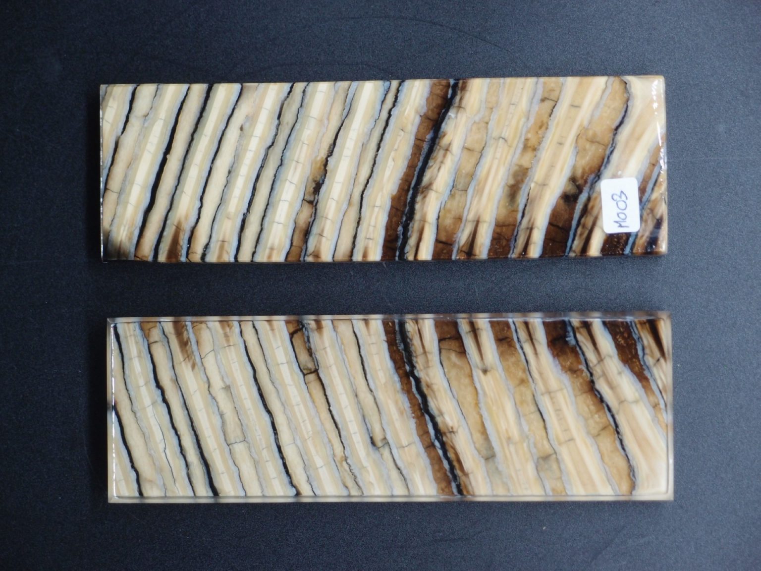 Molaire de mammouth stabilisée