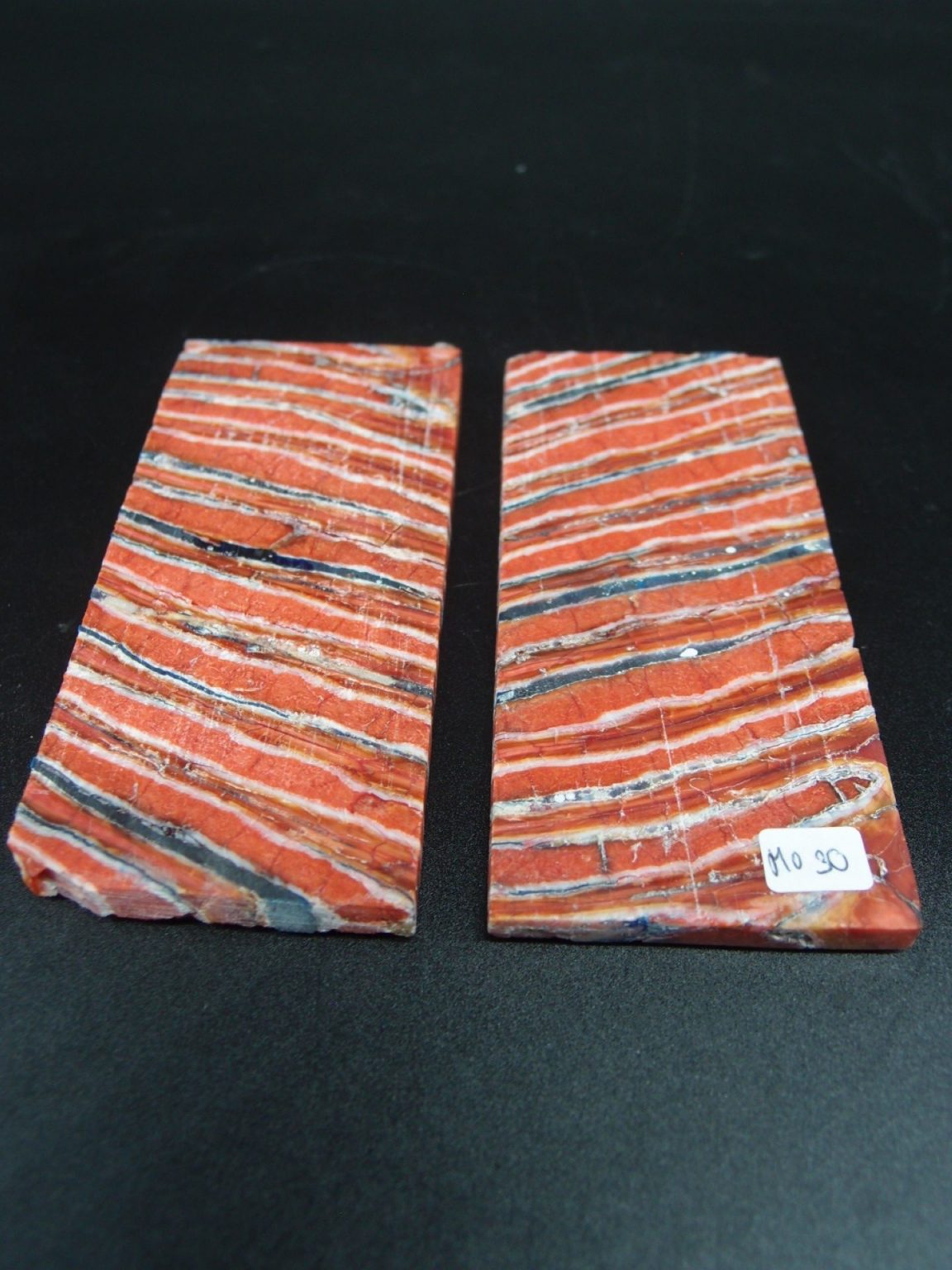 Molaire de mammouth stabilisée