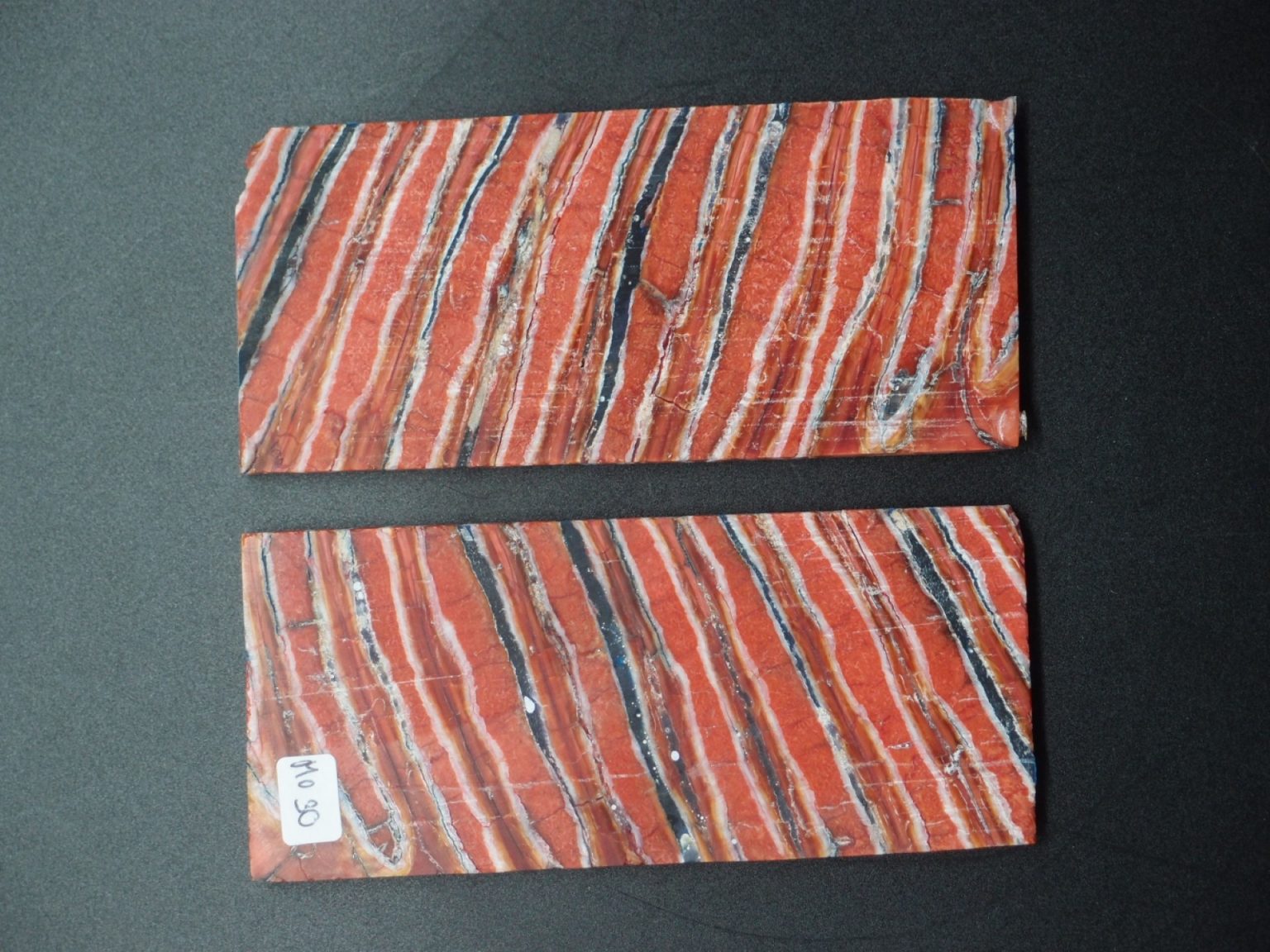 Molaire de mammouth stabilisée