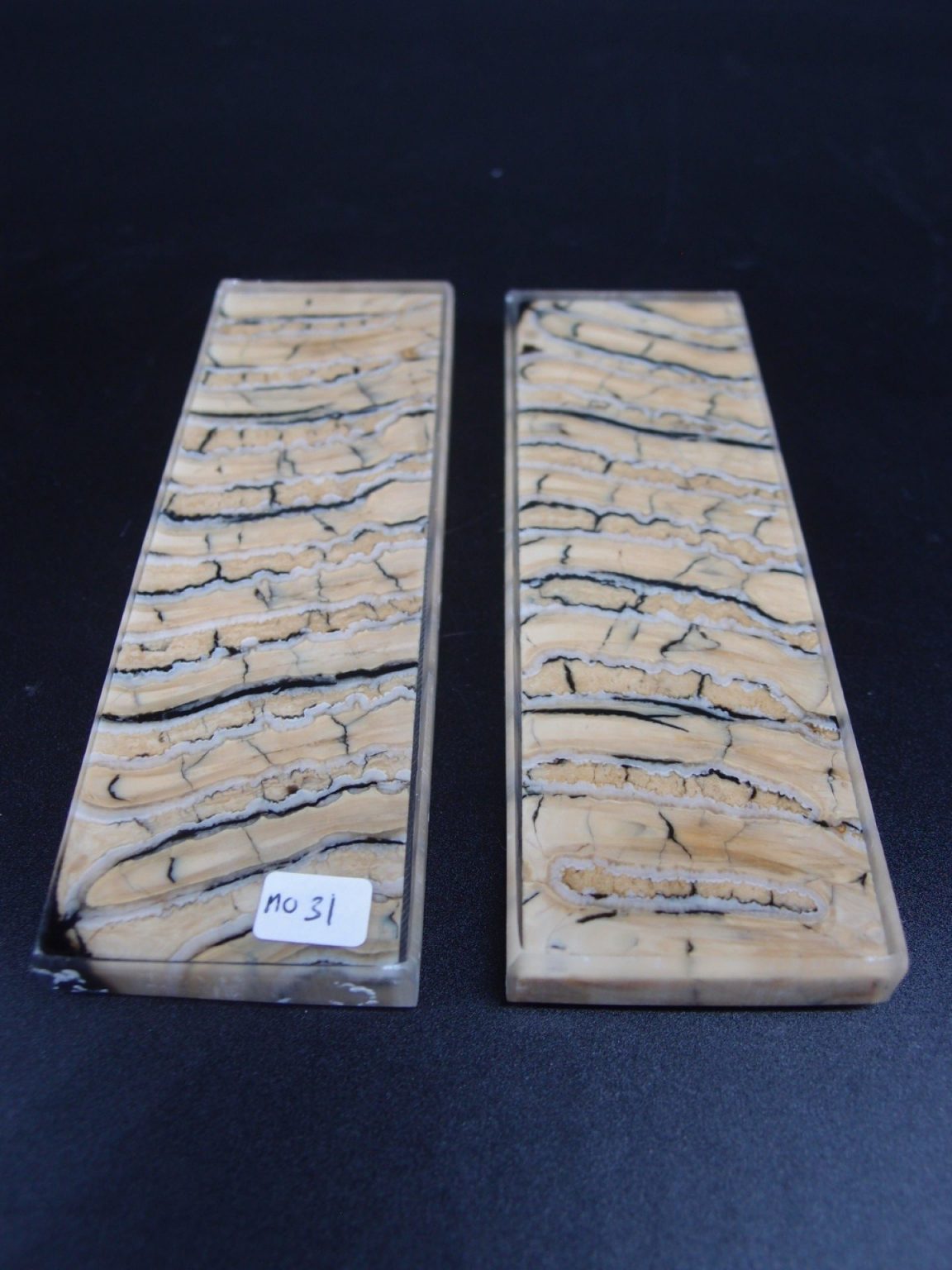 Molaire de mammouth stabilisée