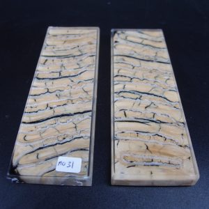 Molaire de mammouth stabilisée