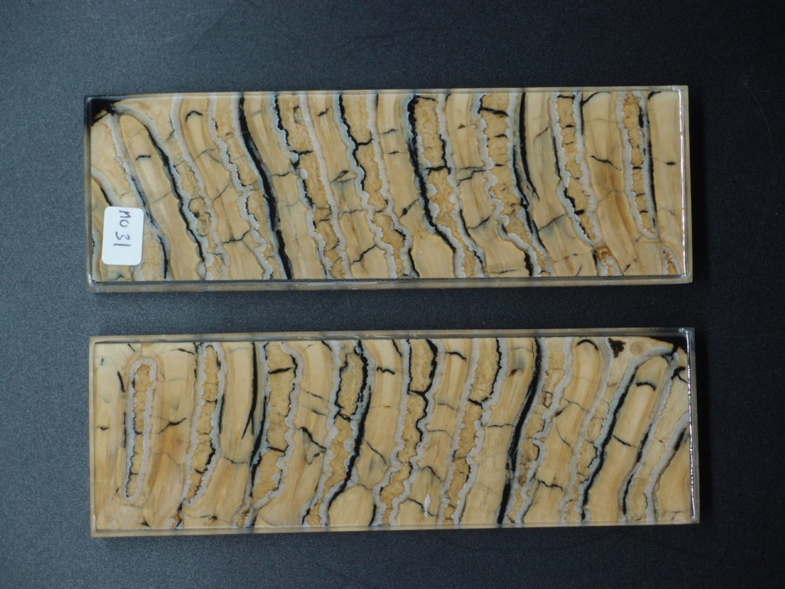 Molaire de mammouth stabilisée