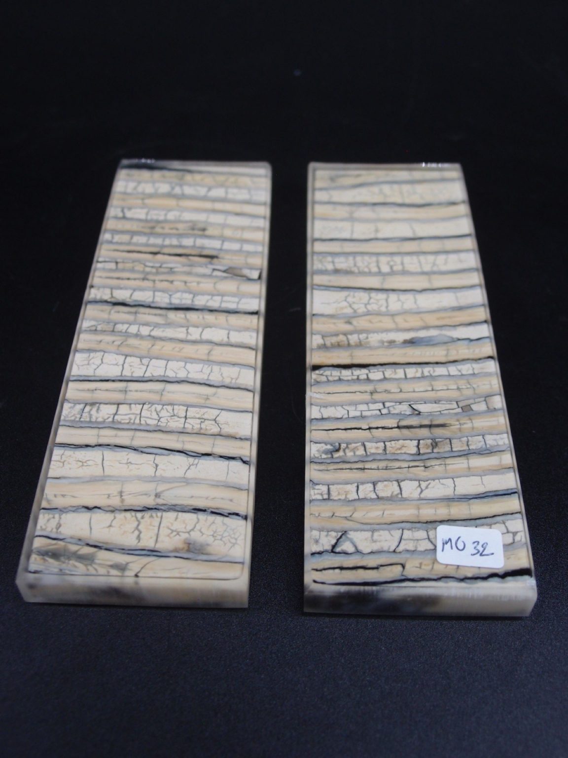 Molaire de mammouth stabilisée