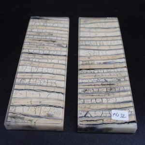 Molaire de mammouth stabilisée