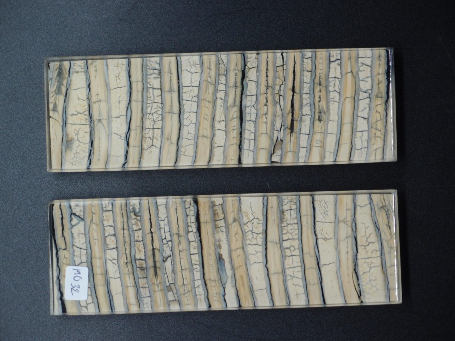 Molaire de mammouth stabilisée