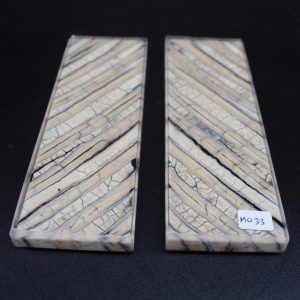 Molaire de mammouth stabilisée