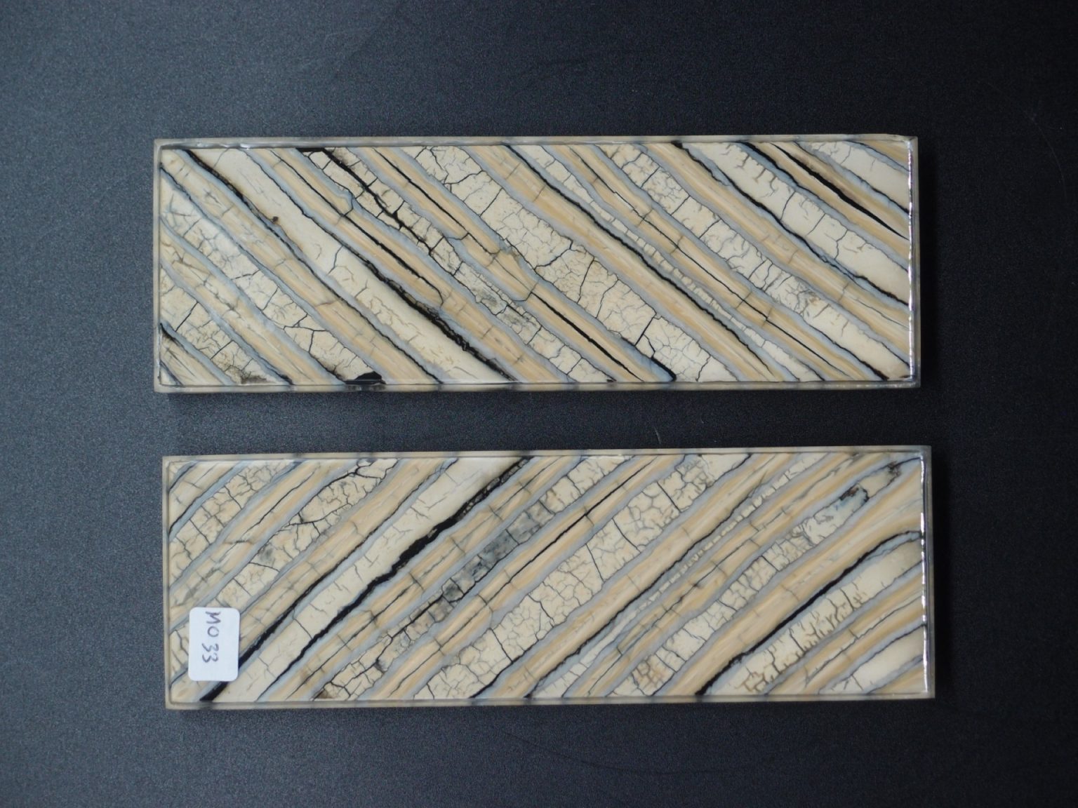 Molaire de mammouth stabilisée