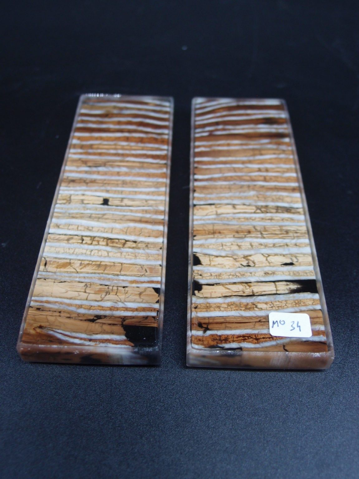 Molaire de mammouth stabilisée