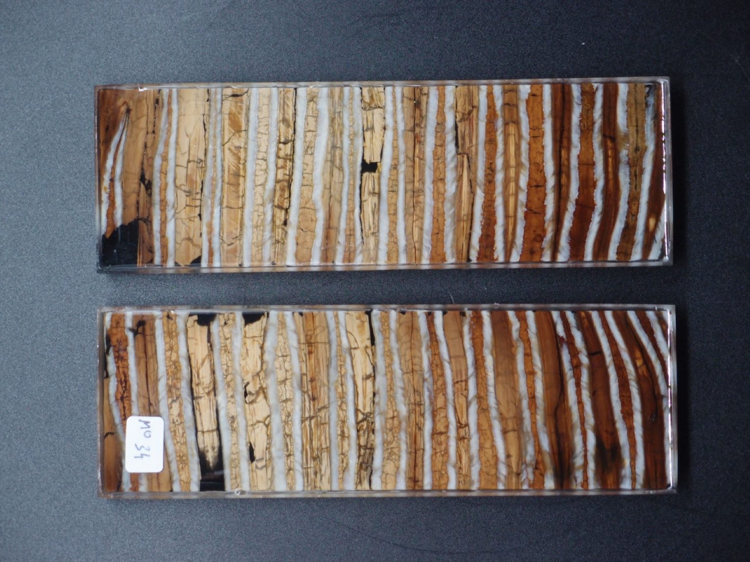 Molaire de mammouth stabilisée