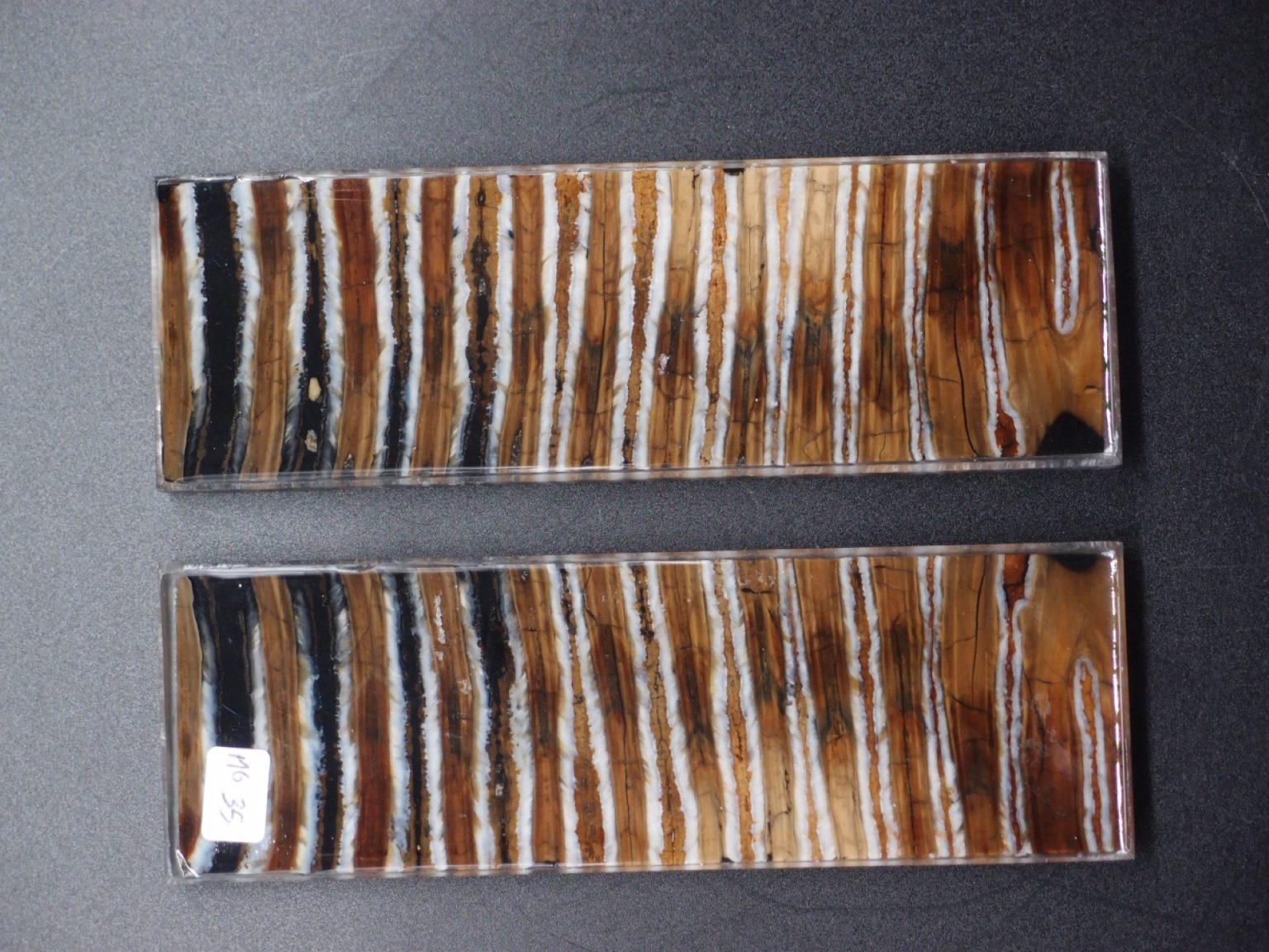 Molaire de mammouth stabilisée