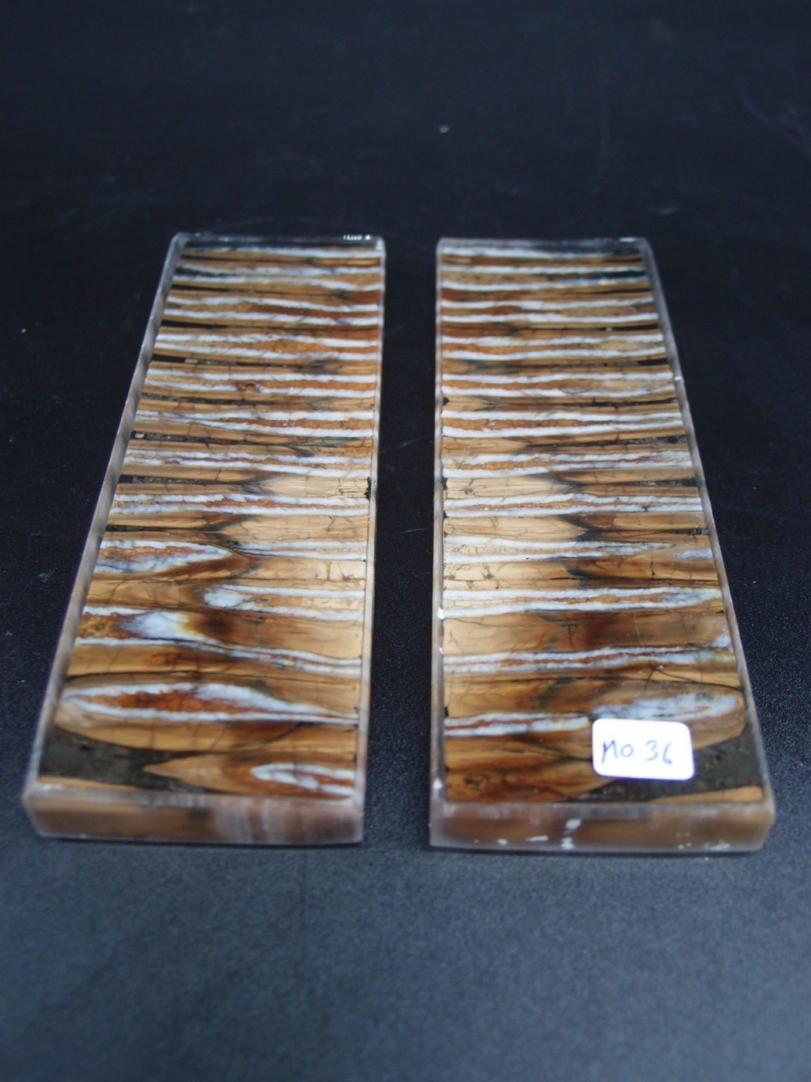 Molaire de mammouth stabilisée