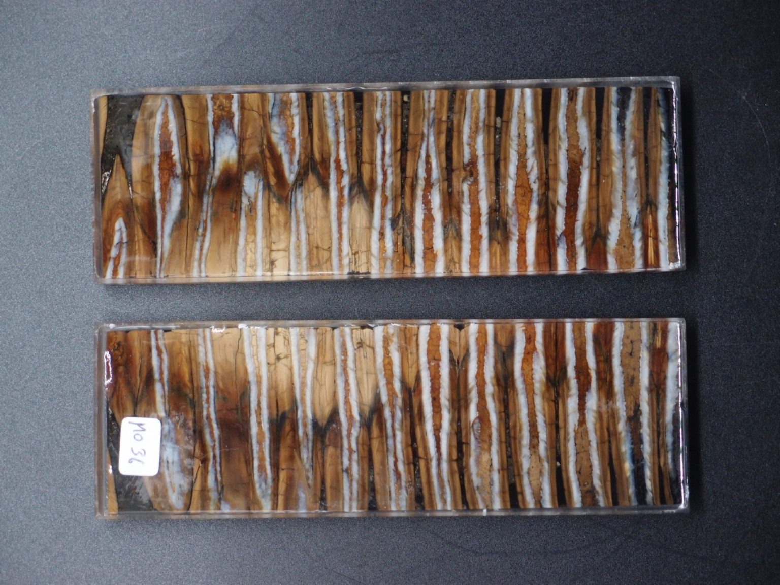 Molaire de mammouth stabilisée