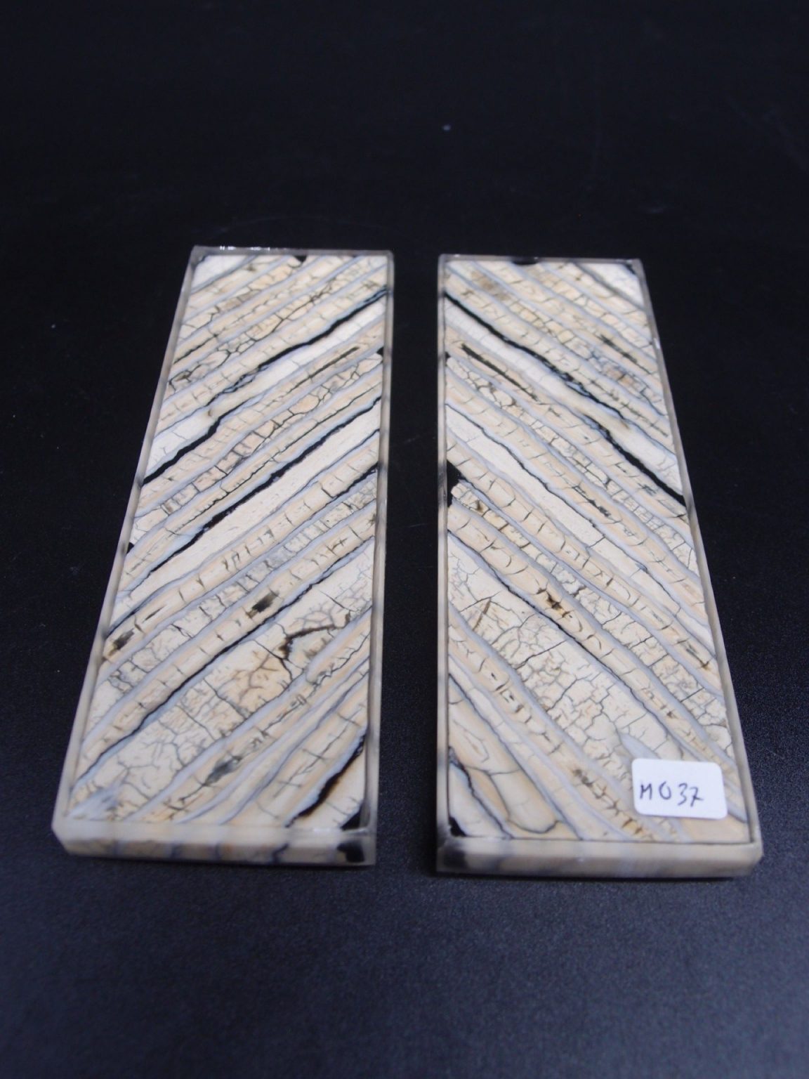 Molaire de mammouth stabilisée