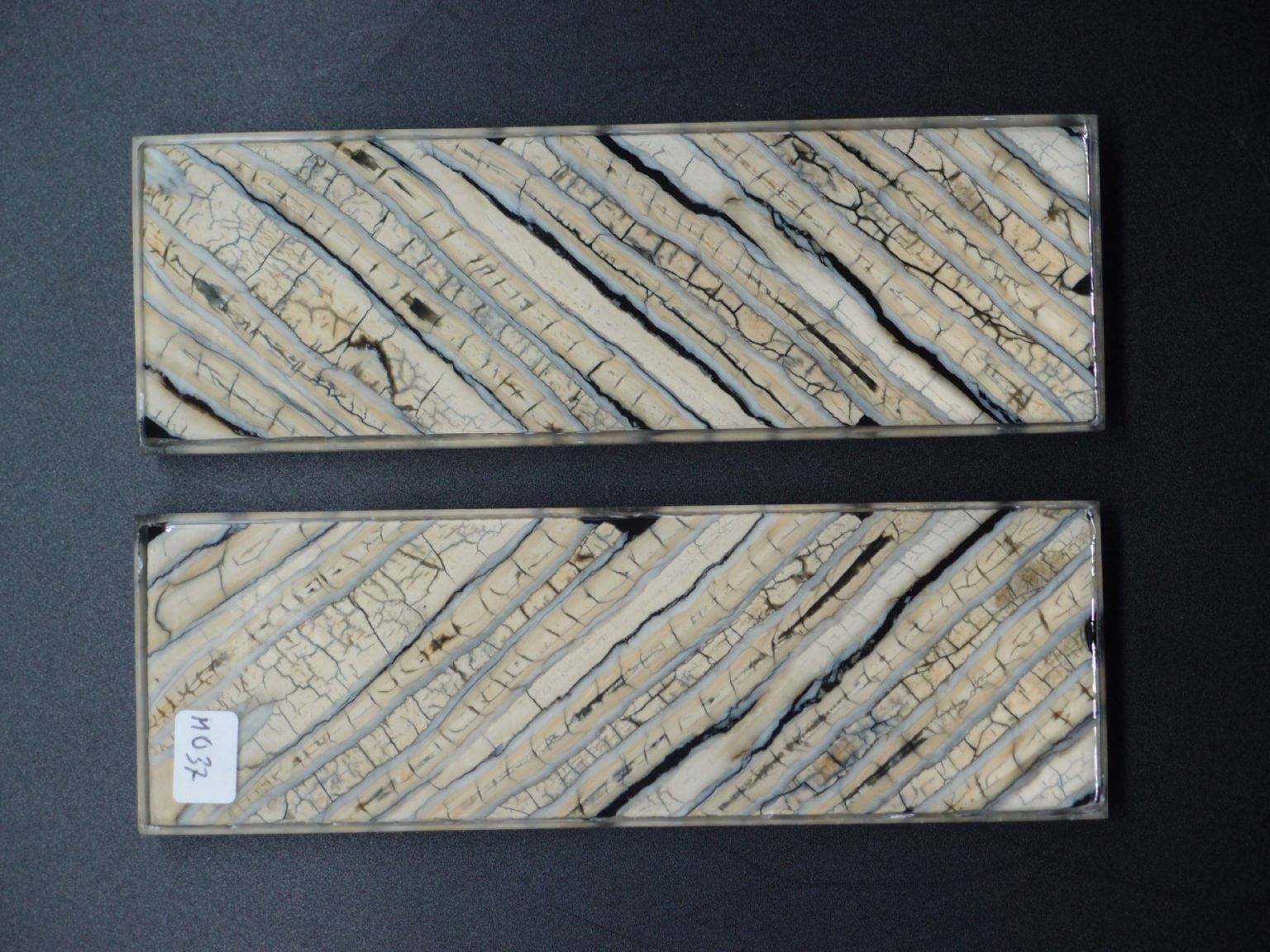 Molaire de mammouth stabilisée