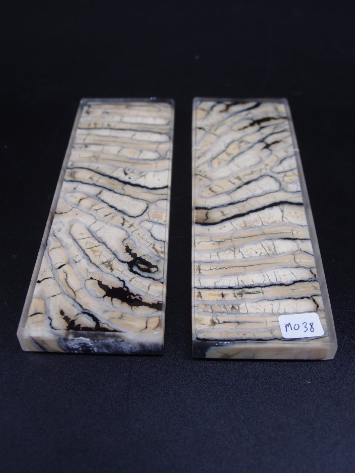 Molaire de mammouth stabilisée