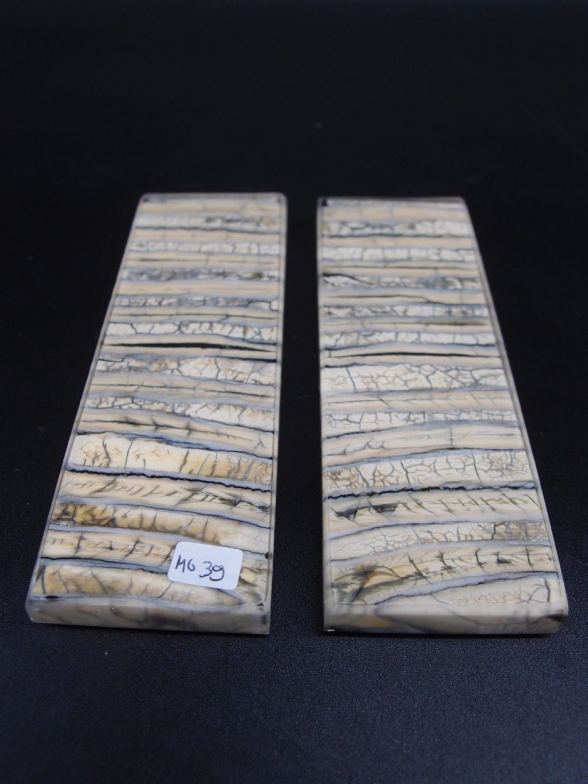 Molaire de mammouth stabilisée