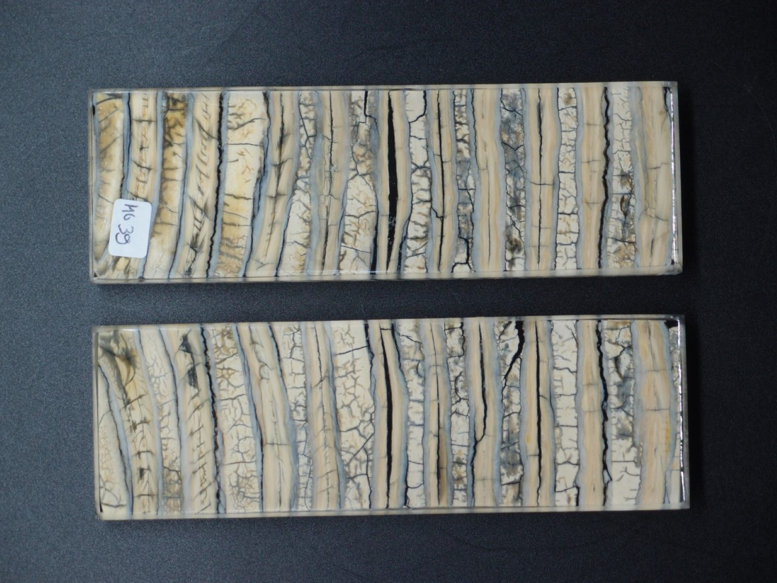 Molaire de mammouth stabilisée