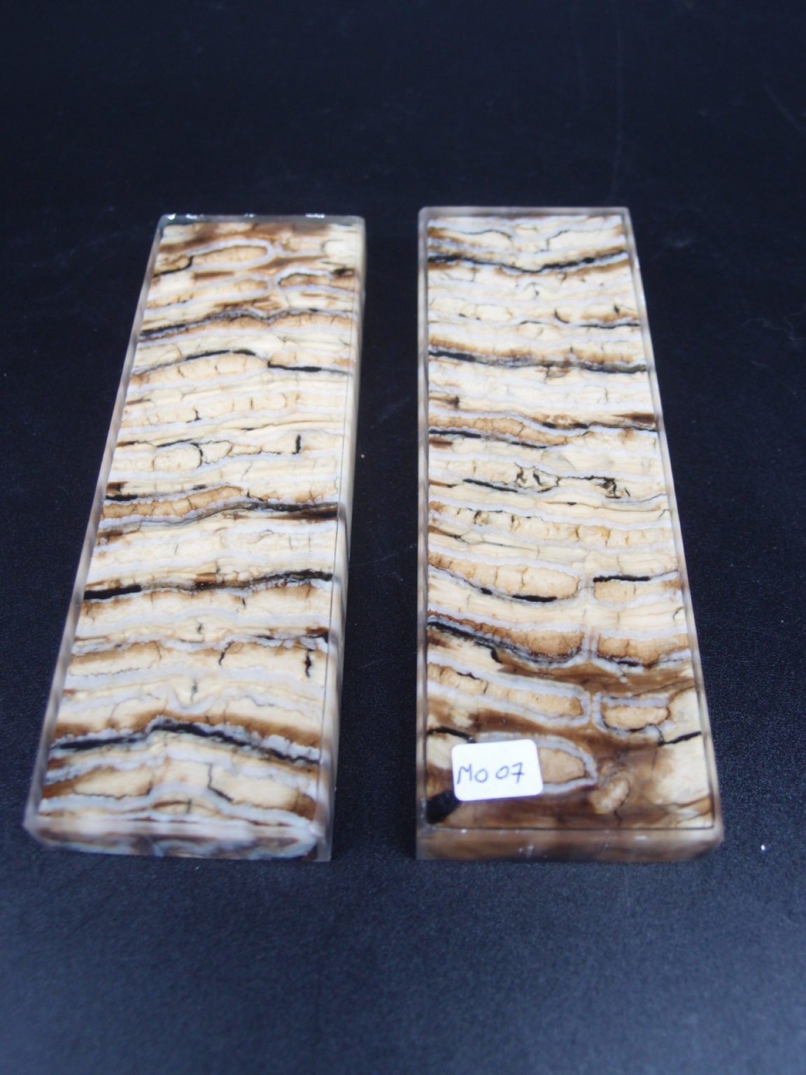 Molaire de mammouth stabilisée