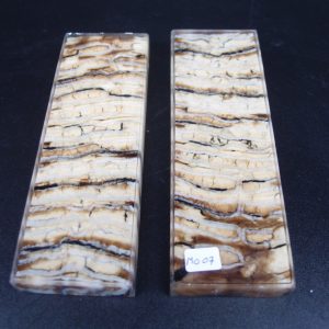 Molaire de mammouth stabilisée