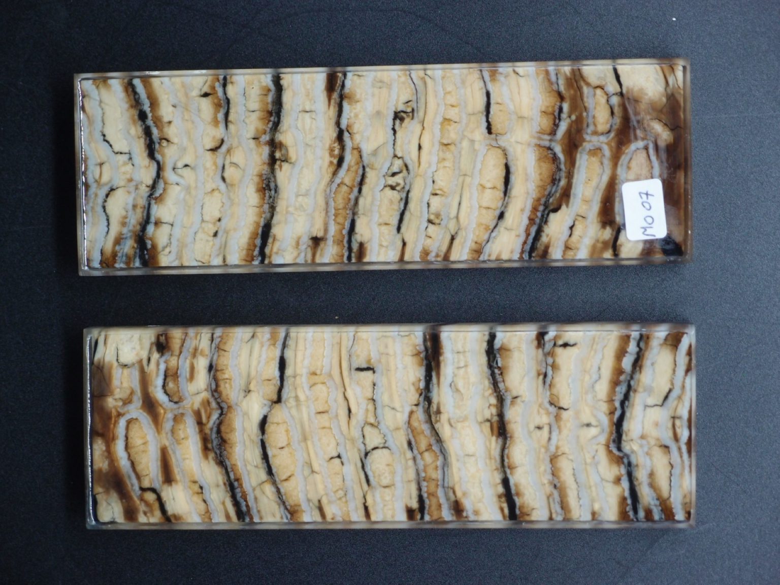 Molaire de mammouth stabilisée