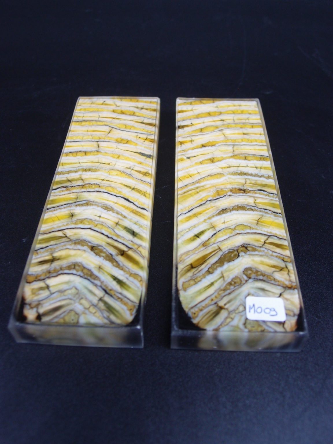 Molaire de mammouth stabilisée