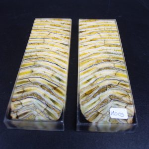 Molaire de mammouth stabilisée