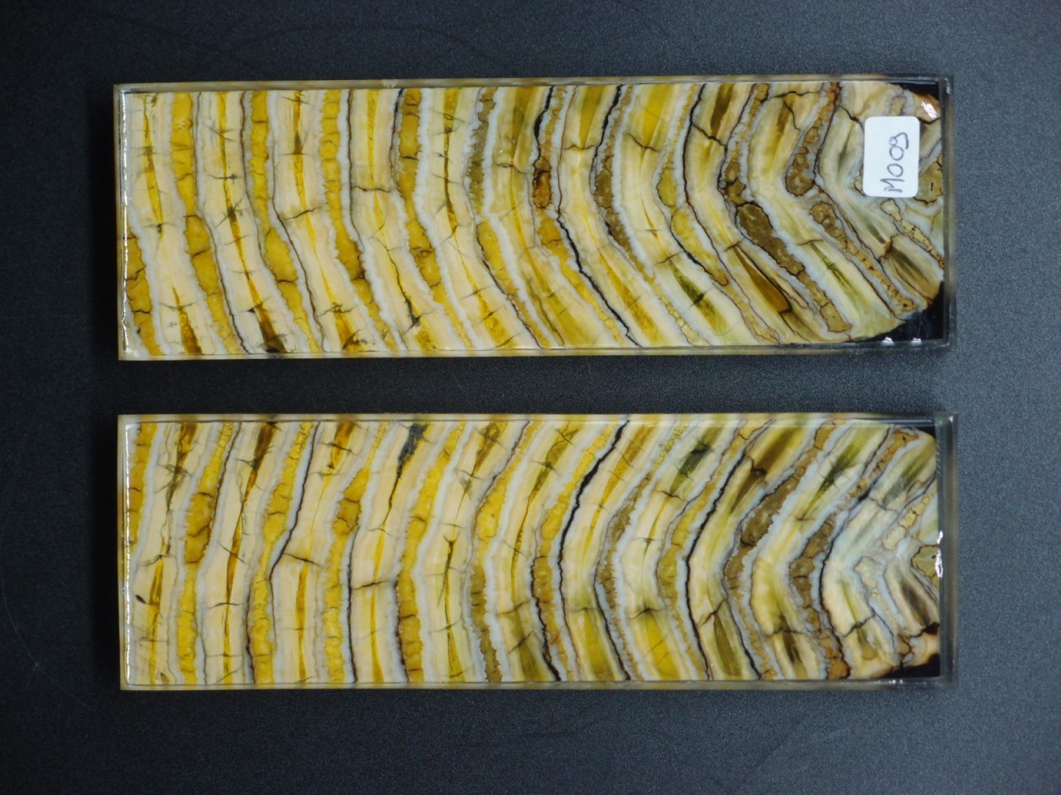 Molaire de mammouth stabilisée