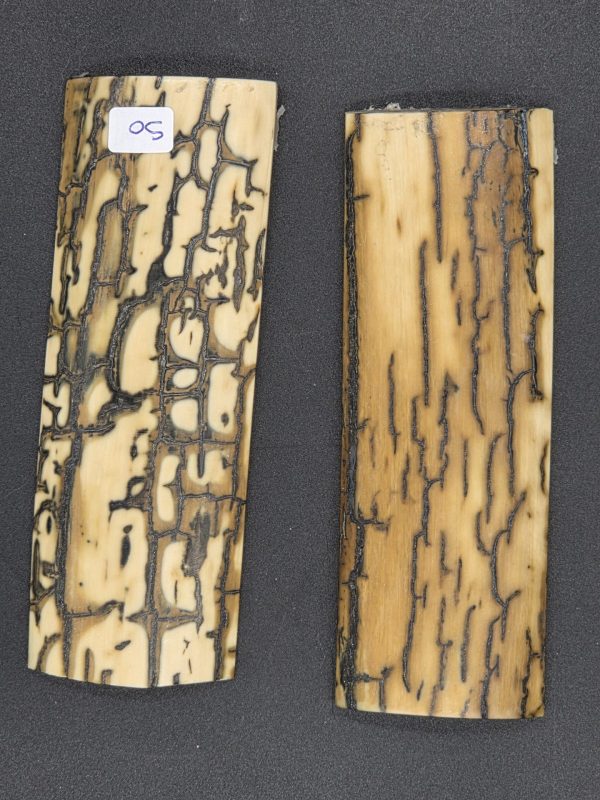 Écaille de mammouth – Image 2