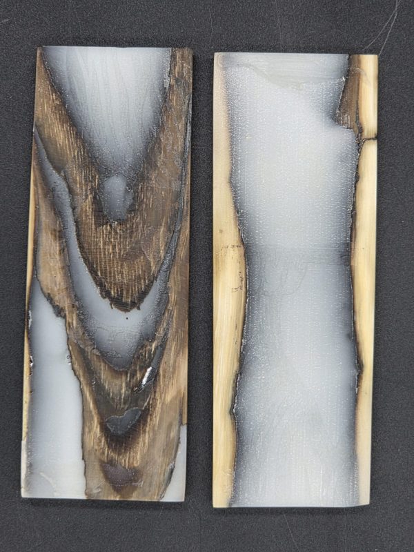 Écaille de mammouth – Image 2