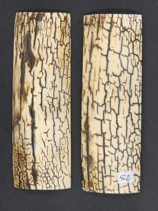 Écaille de mammouth – Image 6