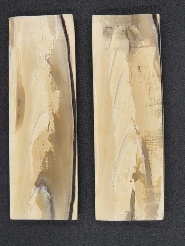 Écaille de mammouth – Image 5
